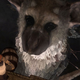 Illustration for article titled emThe Last Guardian/em: The First Screenshots